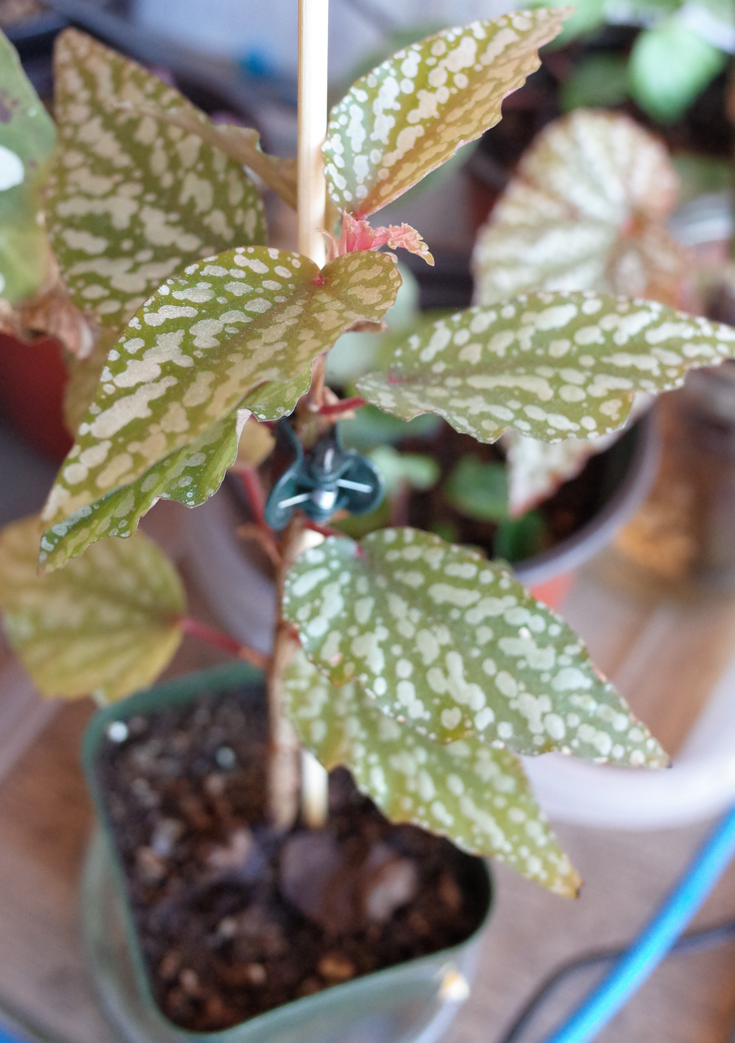 Begonia 'Medora'